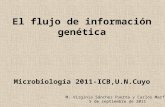 El flujo de información genética Microbiología 2011-ICB,U.N.Cuyo M. Virginia Sánchez Puerta y Carlos Marfil 5 de septiembre de 2011.