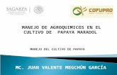 MC. JUAN VALENTE MEGCHÚN GARCÍA MANEJO DE AGROQUIMICOS EN EL CULTIVO DE PAPAYA MARADOL MANEJO DEL CULTIVO DE PAPAYA.