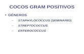COCOS GRAM POSITIVOS GÉNEROS –STAPHYLOCOCCUS (SEMINARIO) –STREPTOCOCCUS –ENTEROCOCCUS.
