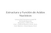 Estructura y Función de Acidos Nucleicos Universidad Interamericanade PR Recintode Bayamón Bioquímica, CHEM 4220 Prof. J. Roberto Ramirez Vivoni, Ph.D.