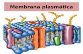 Membrana plasmática. Meta Identificar las características y propiedades de la membrana plasmática para comprender su rol en el organismo.