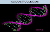 SEMANA 32 ACIDOS NUCLEICOS SEMANA 32. Los Ácidos Nucléicos son polímeros formados por la repetición de monómeros llamados nucleótidos, unidos mediante.
