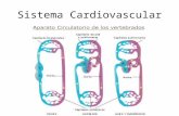 Sistema Cardiovascular. COMPONENTES DEL SISTEMA Cardiovascular Corazón: Órgano impulsor de la sangre. Vasos Sanguíneos: – Arterias y Arteriolas: sistema.