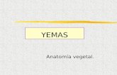 YEMAS Anatomía vegetal. Yema. Definición: zPequeños núcleos meristemáticos subcónicos o semiesféricos que se forman de preferencia en las axilas de.
