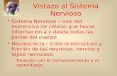 Vistazo al Sistema Nervioso Sistema Nervioso – una red esxtensiva de células que llevan información a y desde todas las partes del cuerpo. Neurosciecia.