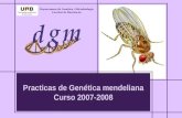Practicas de Genética mendeliana Curso 2007-2008 Departament de Genètica i Microbiologia Facultat de Biociències.