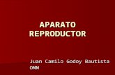 APARATO REPRODUCTOR Juan Camilo Godoy Bautista OMM.
