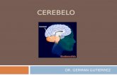 CEREBELO DR. GERMAN GUTIERREZ. INTRODUCCION  El cerebelo desde hace tiempo se llama el área silenciosa del encéfalo, principalmente porque la excitación.
