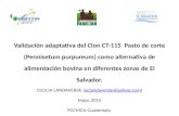 Validación adaptativa del Clon CT-115 Pasto de corte (Pennisetum purpureum) como alternativa de alimentación bovina en diferentes zonas de El Salvador.