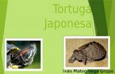 Tortuga Japonesa Iván Mateo Vega Grupo 6.6 Objetivo  Que el alumno desempeñe sus habilidades y cuidados en el medio ambiente y el de una especie no.