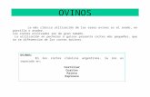 OVINOS OVINOS: En los cortes clásicos argentinos, la res es separada en: Costillar Cuartos Paleta Espinazo La más clásica utilización de las reses ovinas.