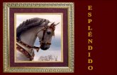 El caballo de paso E S P L É N D I D O El Caballo de Paso Peruano.
