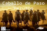 Caballo de Paso Peruano Sonido Manual El caballo peruano de paso es una raza equina oriunda del Perú, descendiente de los caballos introducidos durante.