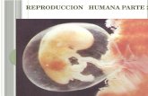 REPRODUCCION HUMANA PARTE 2. OBJETIVOS 06. SEPT Identificar etapas básicas de la fecundación. Comprender la funciones principales de la placenta. Reconocer