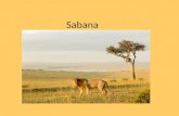 Sabana. Es una gran extensión de tierra con hierba y árboles. La sabana más extensa está en África. Hay dos estaciones: Estación de lluvias (clima templado.