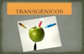 - ¿Qué son los transgénicos? - Historia de los transgénicos - Procedimiento de los transgénicos - MONSANTO - El etiquetado de los alimentos - Efectos.