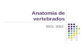 Anatomía de vertebrados BIOL 3052. OBJETIVO Identificar y describir las estructuras y funcionamiento de varios órganos y sistemas de los vertebrados.