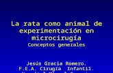 La rata como animal de experimentación en microcirugía Conceptos generales Jesús Gracia Romero. F.E.A. Cirugía Infantil. Hospital Miguel Servet.