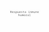 Respuesta inmune humoral. Generalidades (1) Se llama humoral porque está mediada por anticuerpos. Es el principal mecanismo de defensa contra microorganismos.