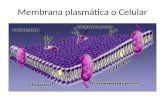 Membrana plasmática o Celular. Membrana Celular Es una cubierta de la célula que tiene como función proteger a la célula y permitir el ingreso y salida.