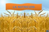 LA NUTRICION LA IMPORTANCIA DE LA NUTRICION TIPOS DE NUTRICION FACTORES Y CAUSAS DE SOBREPESO PIRAMIDE NUTRICIONAL MALA NUTRICION PAISES CON MALA NUTRICION.