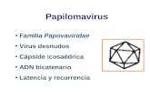 Papilomavirus Familia Papovaviridae Virus desnudos Cápside icosaédrica ADN bicatenario Latencia y recurrencia.
