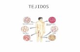 TEJIDOS. TEJIDO Biología En Biología se llama tejidos a materiales constituidos por un conjunto organizado de células, iguales o de unos pocos tipos,