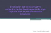 Evaluación del efecto diruptivo endócrino de los fitoestrógenos de soya Glycine Max en ratones machos inmaduros. Autor: Cruz Silva Esmeralda.