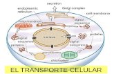 EL TRANSPORTE CELULAR. LA MEMBRANA CELULAR Dentro de la célula se llevan a cabo muchas actividades metabólicas: Los AZÚCARES se rompen para liberar energía.