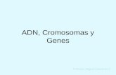 ADN, Cromosomas y Genes Profesor: Miguel Contreras V.