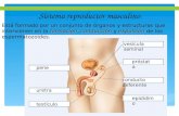 Sistema reproductor masculino formaciónconducciónexpulsión Está formado por un conjunto de órganos y estructuras que intervienen en la formación, conducción.