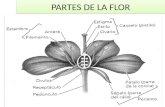 PARTES DE LA FLOR. Calabaza con flores ♂ ♀ en una misma planta Cyca macho Cyca hembra.