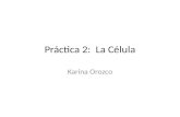 Práctica 2: La Célula Karina Orozco. PREGUNTAS ¿Qué es una célula? Características que distinguen células animales de vegetales Características que distinguen.