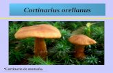 Cortinarius orellanus Cortinario de montaña.. Cortinario de montaña. Su sombrero es de entre 3 y 8 cm. de diámetro. Primero es convexo, más tarde se abre.