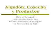 Algodón: Cosecha y Productos Glorimar Concepción Universidad de Puerto Rico Recinto Universitario de Mayagüez 15 de noviembre de 2006.