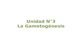 Unidad N°3 La Gametogénesis. Gametogénesis La gametogénesis es el proceso de formación de gametos (células haploides) a partir de células germinativas.