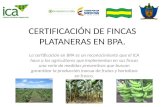 CERTIFICACIÓN DE FINCAS PLATANERAS EN BPA. La certificación en BPA es un reconocimiento que el ICA hace a los agricultores que implementan en sus fincas.