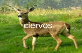Ciervos. Los ciervos (Cervidae) forman parte de la familia de los Cérvidos que incluyen a los venados, alces y renos, formando en total 20 géneros y 48.