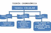 TEORÍA CROMOSÓMICA TEORÍA CELULAR ROBERT HOOKE 1665 MICROSCOPIO PRIMITIVO CELDAS = CÉLULA ANTON VAN LEEUWENHOEK 1673 OBSERVA MICROORGANISMOS DE CHARCAS,
