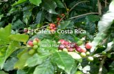 El Café en Costa Rica Yuria Haraguchi. Información Básico En Costa Rica, el café es una cosecha importante. Durante noviembre y enero, se recoge. Porque.