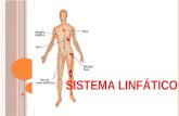 S ISTEMA LINFÁTICO. S ISTEMA LINFOIDE ( LINFÁTICO ) Es una red de vasos linfáticos que retiran el exceso de liquido hístico(linfa) del compartimiento.