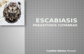 Castillo Núñez Missael.  La escabiasis o sarna es una parasitosis cutánea producida por el Sarcoptes scabiei var. Hominis  Fácil de trasmitir:  Contacto.