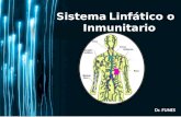 Sistema Linfático o Inmunitario Dr. FUNES. Page 2  El tejido linfático es el encargado de las defensas inmunológicas del cuerpo. El tejido linfático.