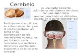 Cerebelo Es una parte bastante voluminosa del sistema nervioso, con una apariencia laminar característica distintiva, situada en la parte posterior del.