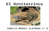 El Ornitorrinco IGNACIO MÉNDEZ ALBIÑANA 5º B. Descripción de su aspecto Su boca tiene enormes semejanzas con la de un pato, que es de consistencia gomosa.