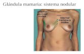 Glándula mamaria: sistema nodular. Glándula mamaria humana: sudorípara modificada.