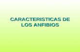 CARACTERISTICAS DE LOS ANFIBIOS. Son vertebrados tetrápodos (de cuatro pies) que pertenecen a la clase Anphibia. El nombre proviene del griego Amphibios.