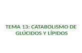 1. Catabolismo de los glúcidos 2. Esquema general de la glucólisis (I) Fosforilación a nivel de sustrato GLUCÓLISIS 1 2 3 45 6 7 8 9 10.