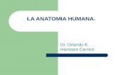 LA ANATOMIA HUMANA. Dr. Orlando E. Hanssen Carrion.
