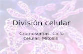 División celular Cromosomas. Ciclo celular. Mitosis.